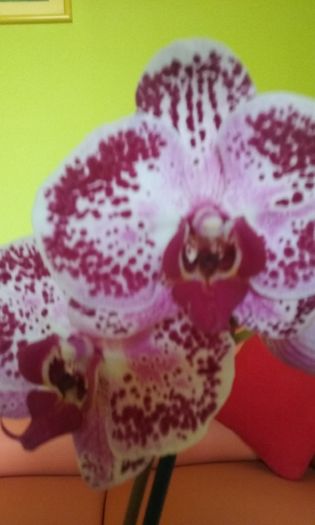091