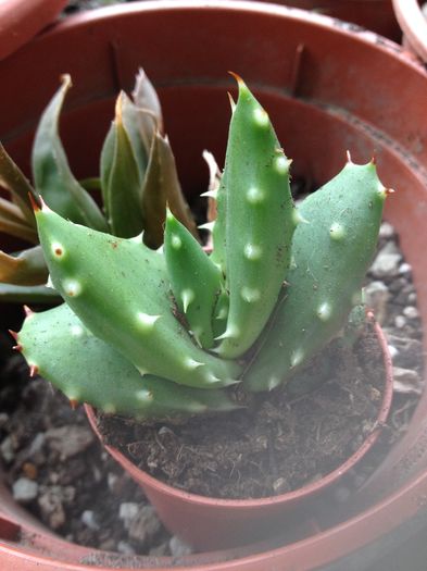 Aloe ,,star bouqet,,