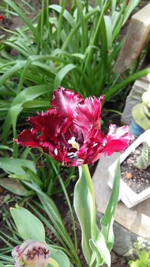 20160417_111029 - 1Gradina mea-2016