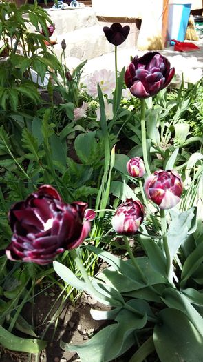 20160417_111058 - 1Gradina mea-2016