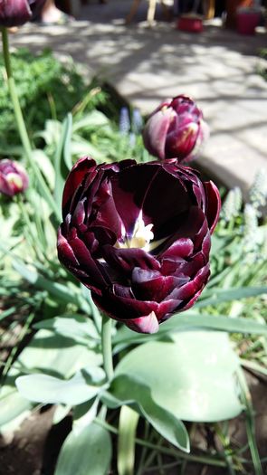 20160417_111104 - 1Gradina mea-2016