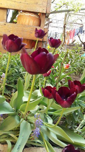 20160417_111251 - 1Gradina mea-2016