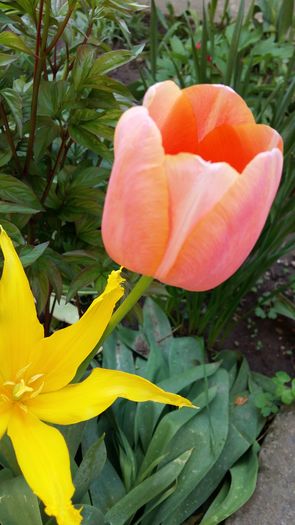 20160417_111304 - 1Gradina mea-2016