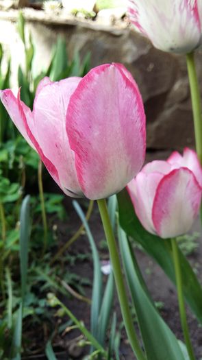 20160417_111341 - 1Gradina mea-2016