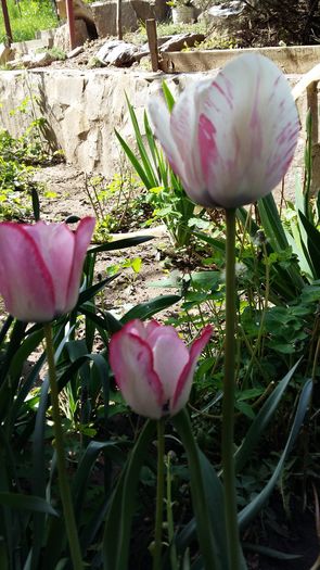 20160417_111435 - 1Gradina mea-2016