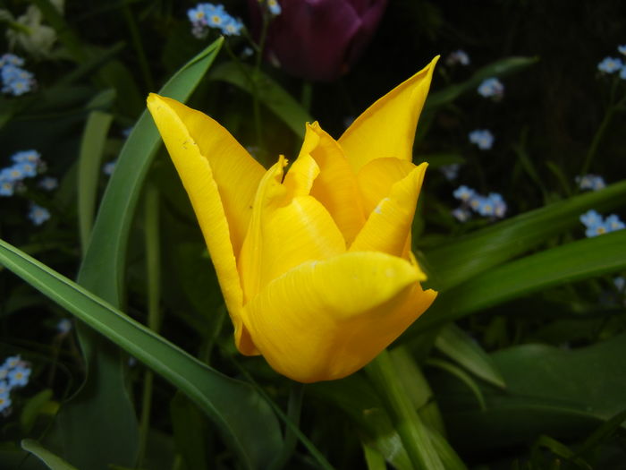Tulipa Flashback (2016, April 10) - Tulipa Flashback