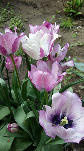 20160417_111449 - 1Gradina mea-2016