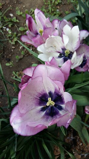 20160417_111511 - 1Gradina mea-2016