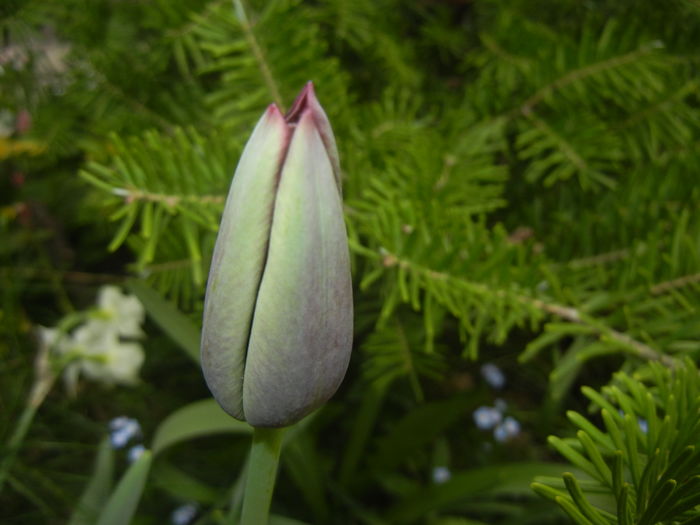 Tulipa Queen of Night (2016, April 10) Tulipa Queen of Night (2016, April 10)