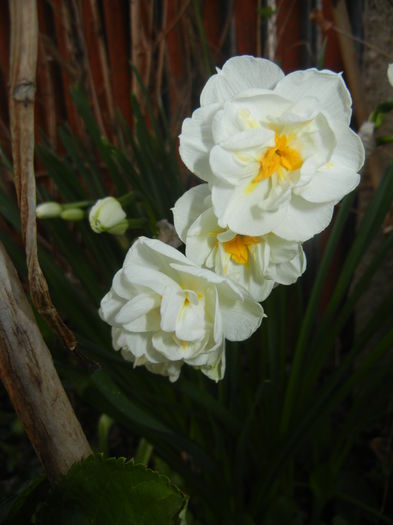 Narcissus Bridal Crown (2016, April 03) - Narcissus Bridal Crown