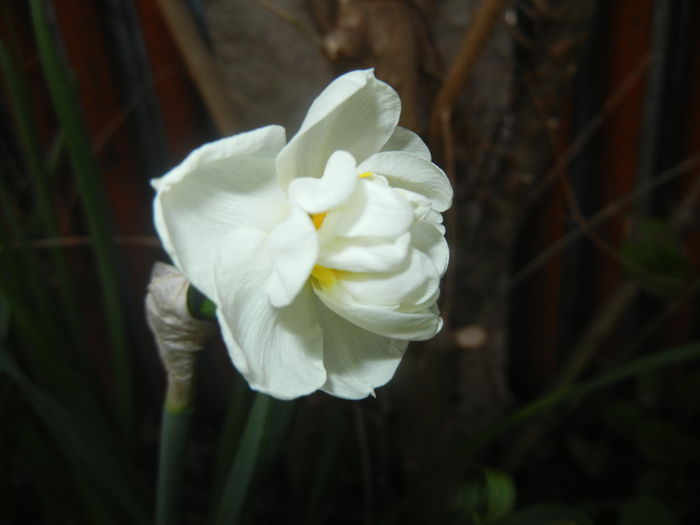 Narcissus Bridal Crown (2016, April 03)
