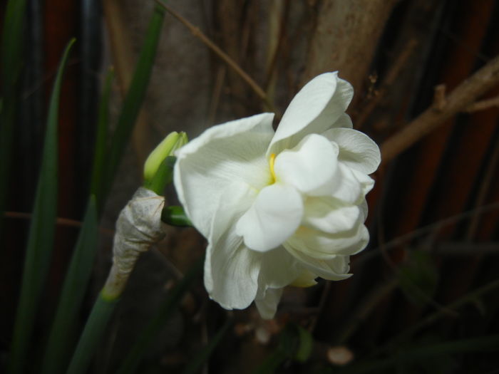 Narcissus Bridal Crown (2016, April 04) - Narcissus Bridal Crown