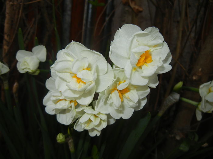 Narcissus Bridal Crown (2016, April 04) - Narcissus Bridal Crown