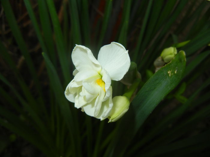 Narcissus Bridal Crown (2016, April 04)