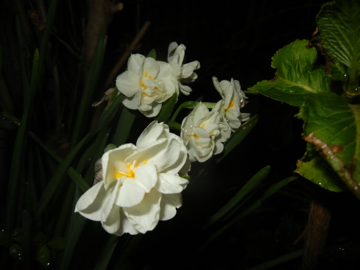 Narcissus Bridal Crown (2016, April 07) - Narcissus Bridal Crown