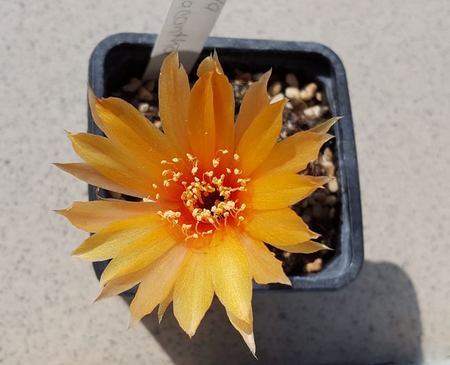 Lobivia arachnacantha - Cactusi si suculente