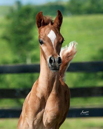 FB_IMG_1461356131275 - C Pentru cei care le plac aceste animale