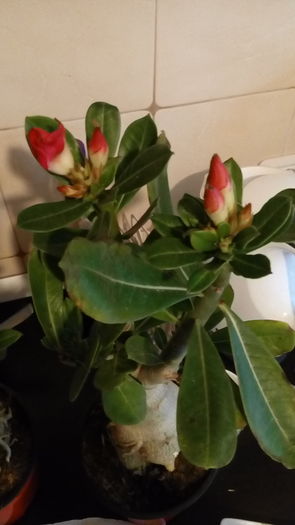 Adenium - indoor