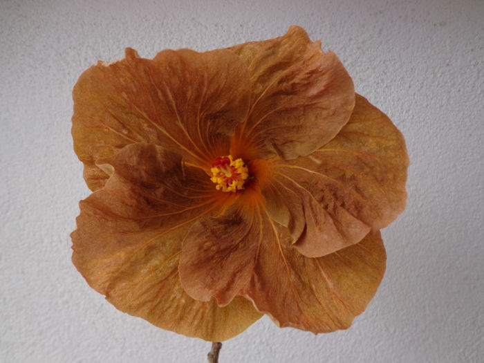 DSC02537 - A-HIBISCUSI 2016
