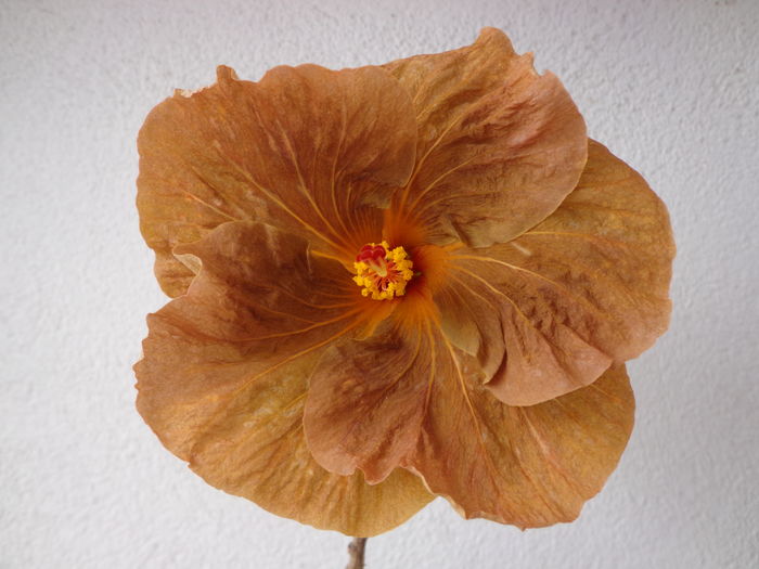 DSC02538 - A-HIBISCUSI 2016