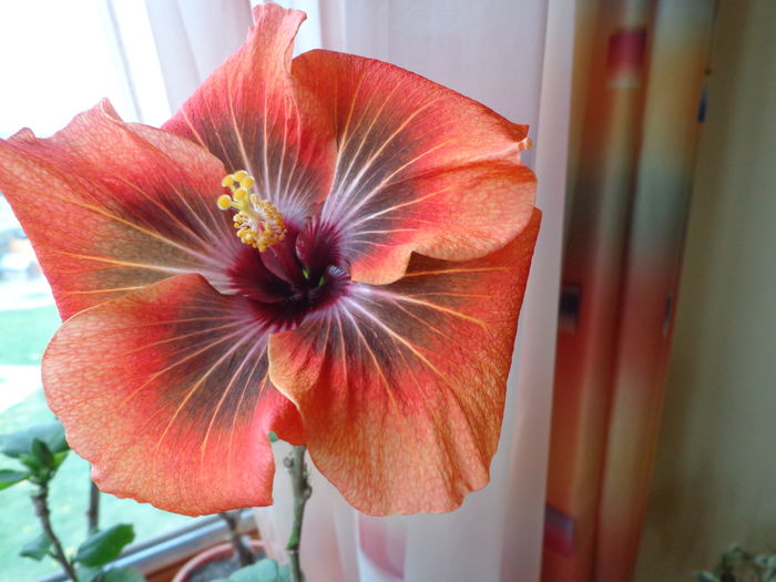 DSC02521 - A-HIBISCUSI 2016