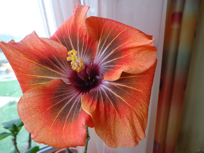DSC02523 - A-HIBISCUSI 2016