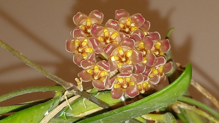 Hoya David Cummingii - indoor