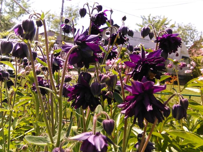 IMG_20160423_134950 - aquilegia 2016