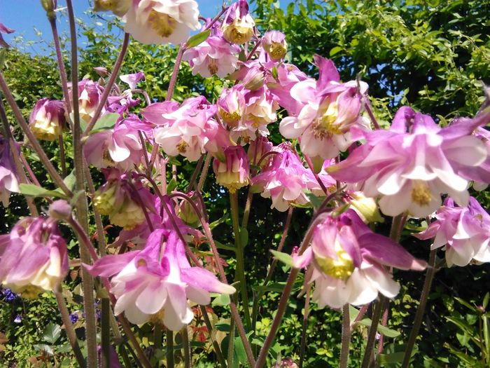 IMG_20160423_135019 - aquilegia 2016