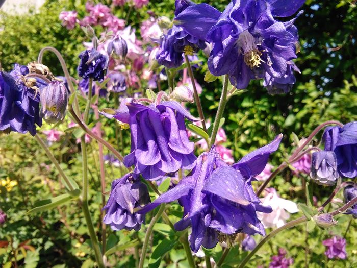 IMG_20160423_135132 - aquilegia 2016