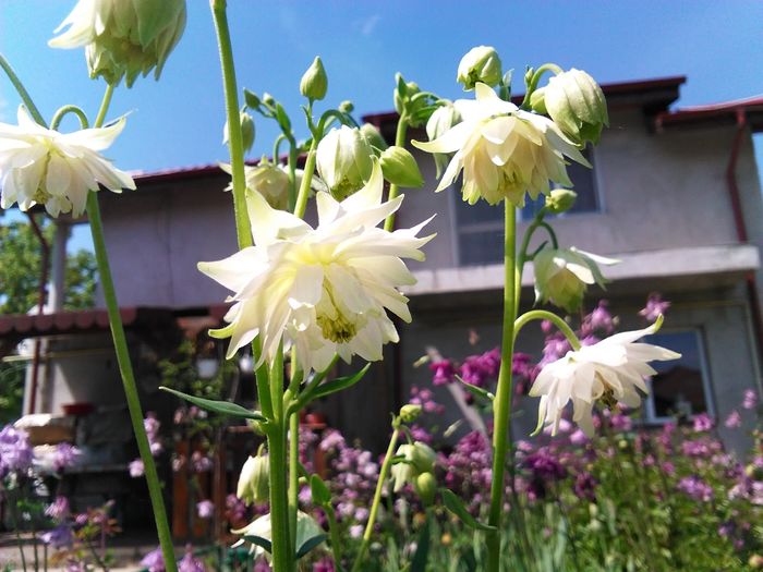 IMG_20160423_135103 - aquilegia 2016