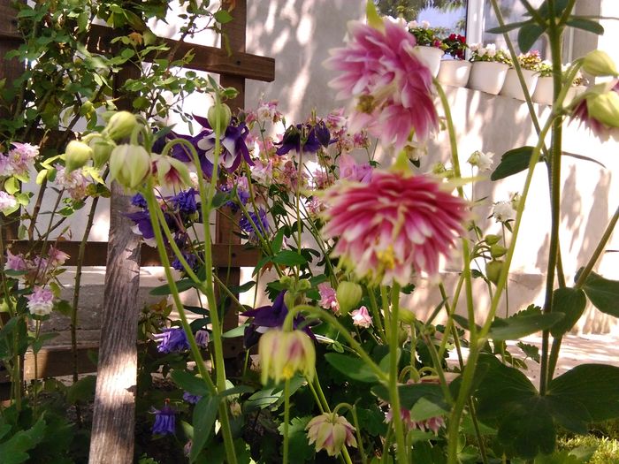 IMG_20160423_135728 - aquilegia 2016