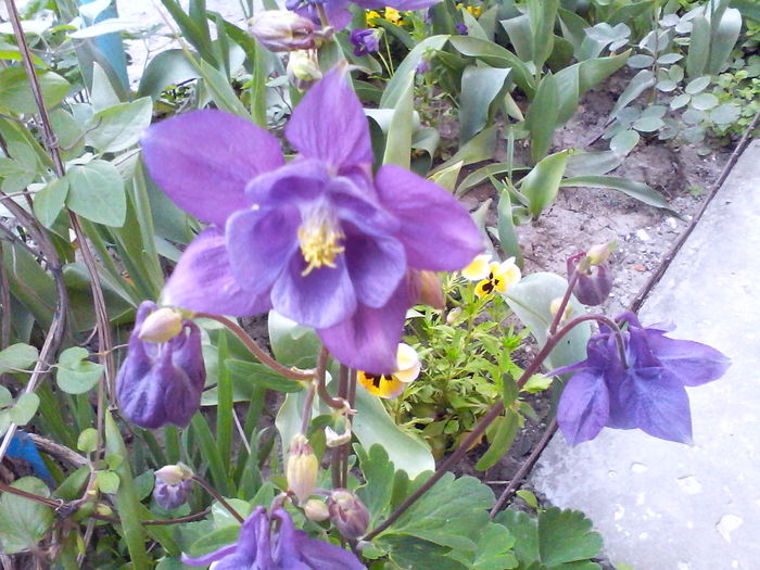 IMG_20160423_195731 - Mica mea gradina cu flori