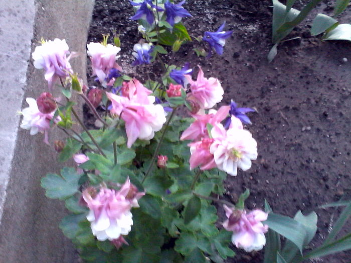 IMG_20160423_195616 - Mica mea gradina cu flori
