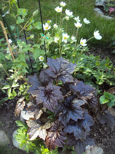 DSC09548 - 2016 Heuchera