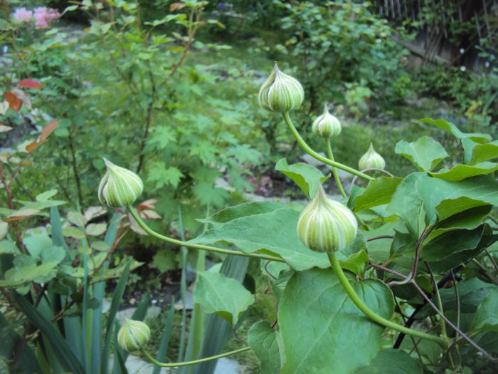 Diamantina are boboci grasunei - CLEMATITE