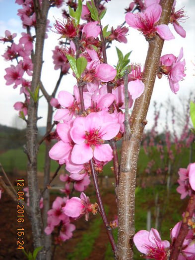 piersic - flori de primavara