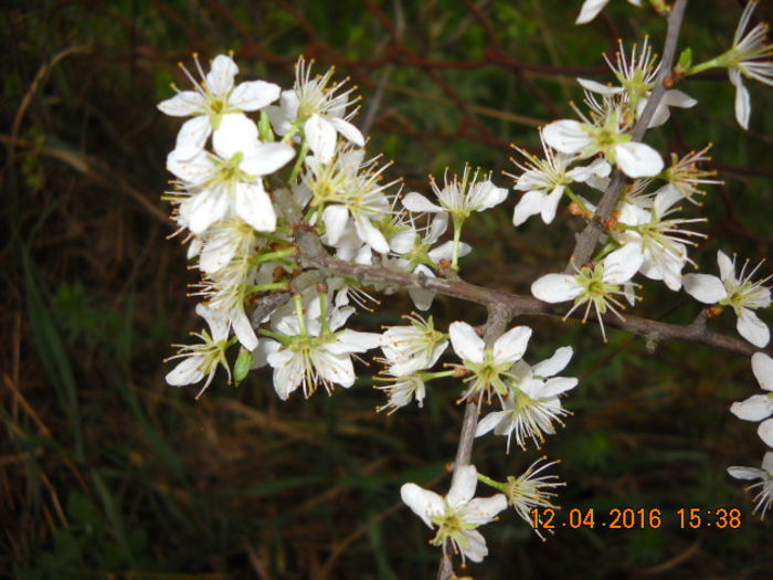 porumbar - flori de primavara