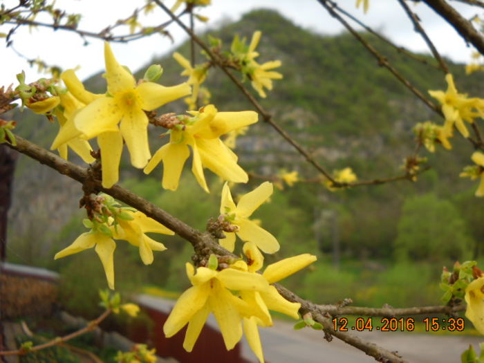 DSCN7775 - flori de primavara