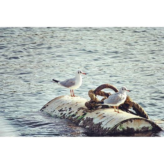 12298953_936106613147185_11803497_n