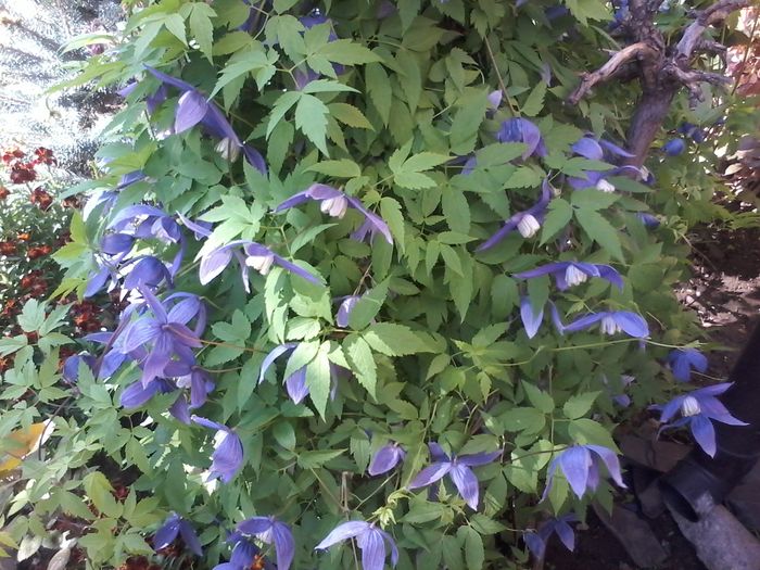 20160421_102304 - clematita 2014-2015-2016-2018-2019