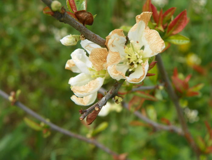 chaenomeles Nivalis - z-Dobarland 2016