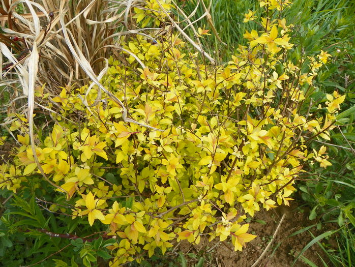 spiraea Golden Princess - z-Dobarland 2016
