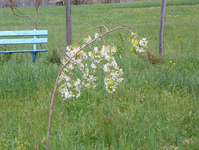 malus Sun Rival - z-Dobarland 2016