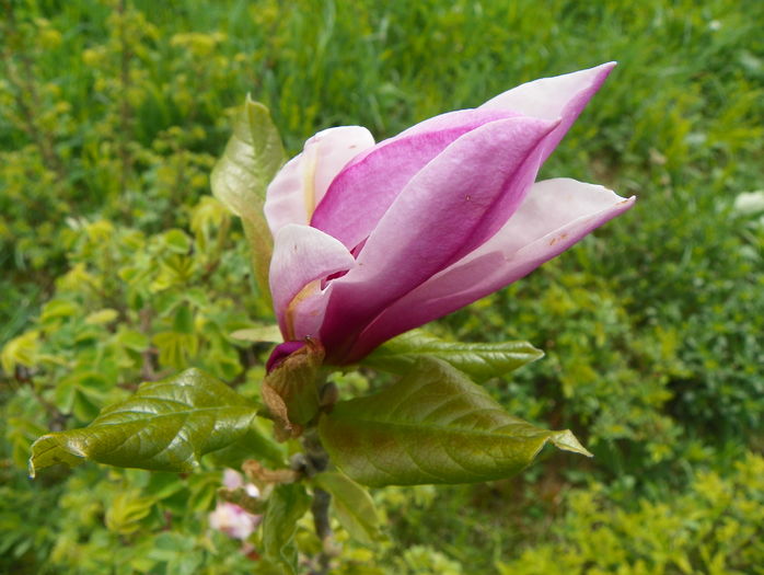 magnolia Leonard Messel - z-Dobarland 2016