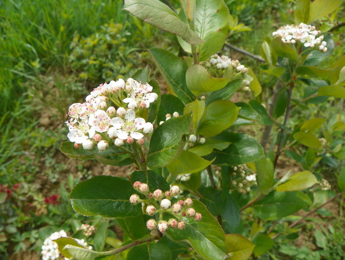 aronia Viking - z-Dobarland 2016