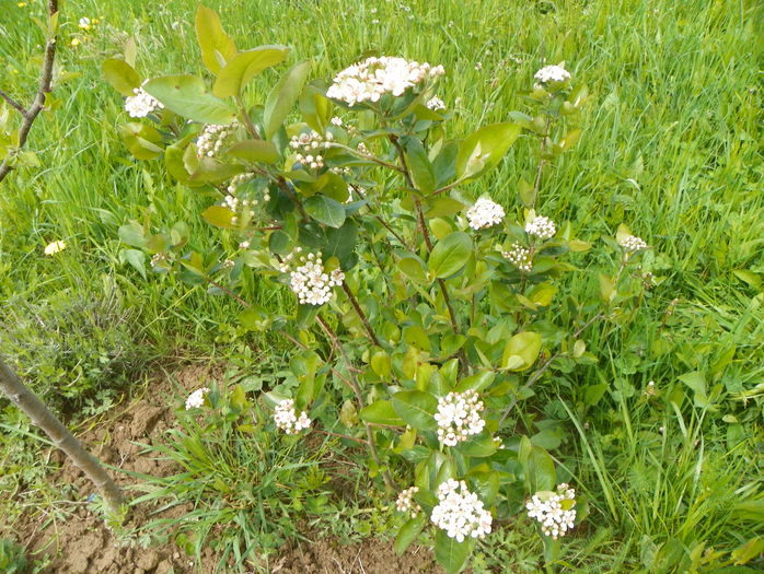 aronia Viking - z-Dobarland 2016
