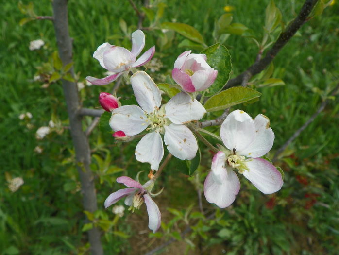 flori de mar - z-Dobarland 2016