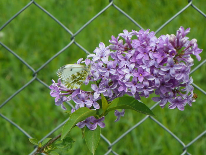 syringa chinensis saugeana