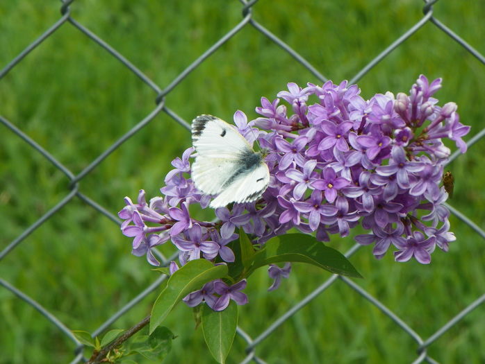 syringa chinensis saugeana
